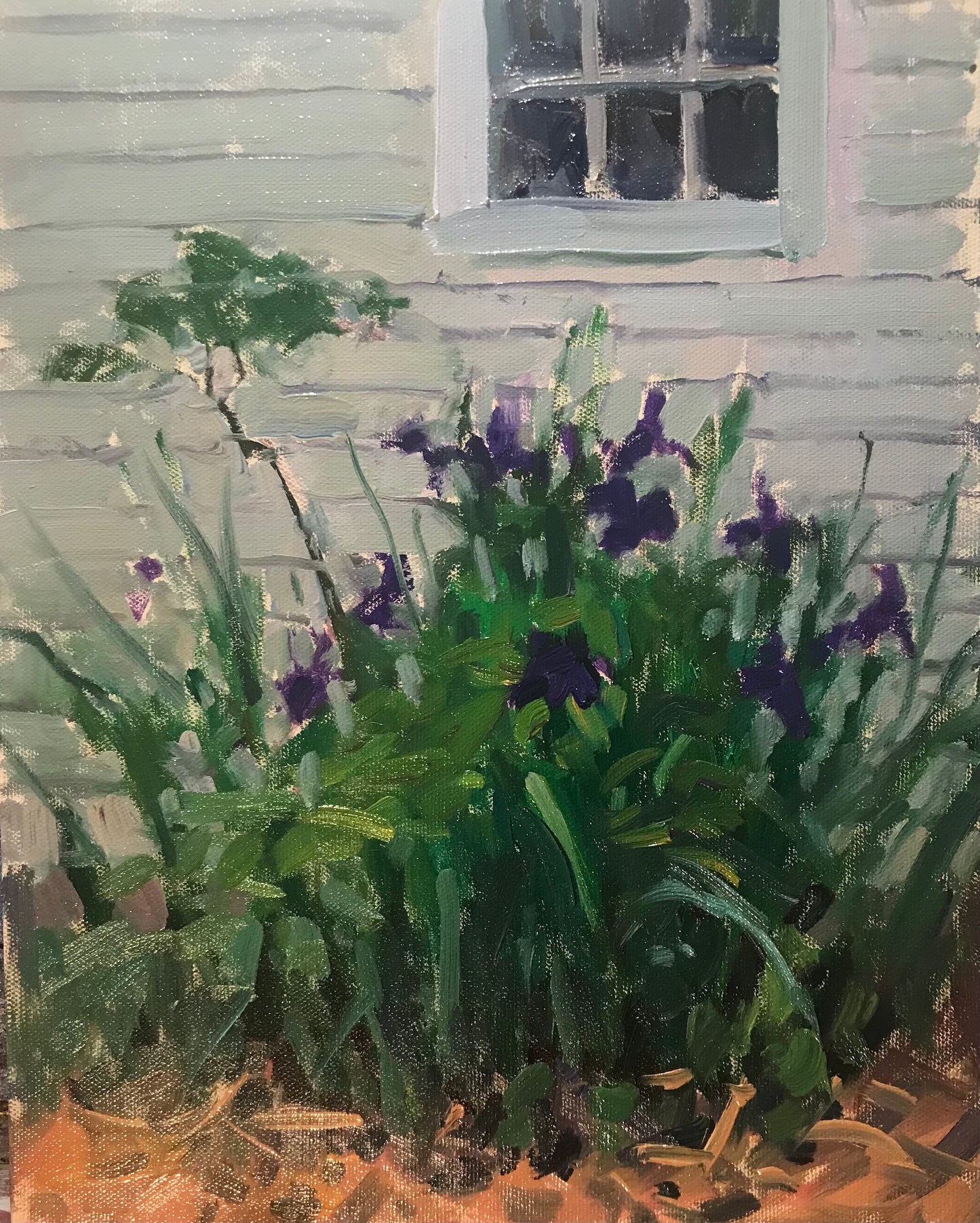 Iris Beneath a Window(14 x 11 Inches)