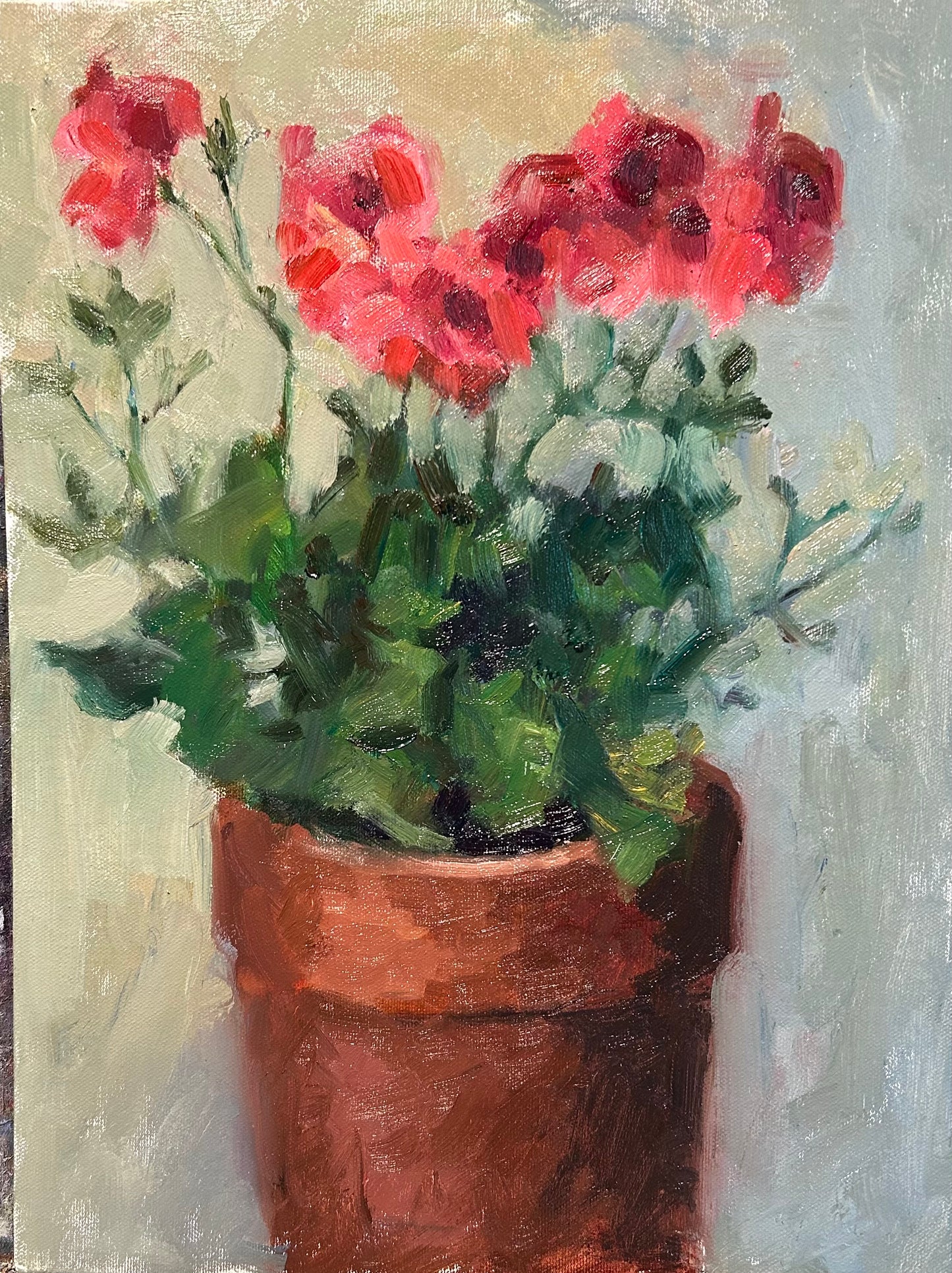 July 4 - Martha Washington Geranium (16 x 12 Inches)