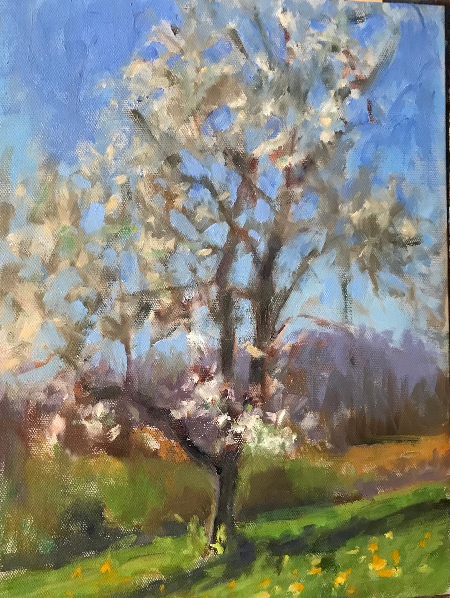 Pear Tree in April (11 x 14 Inches)
